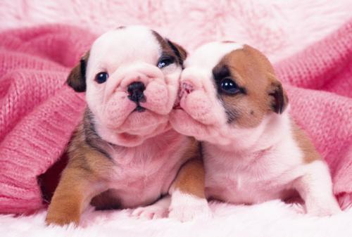 ÖÐÓ¡Ë«·½Õý¾Í¾ÙÐеھÅÂÖ¾ü³¤¼¶»á̸½øÐÐÐÉÌ