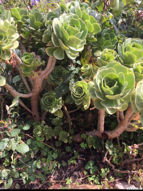 ³¯ÏÊÐû²¼³É¹¦ÊÔÉäÐÂÐ͹ÌÌåȼÁÏÖ޼ʵ¯µÀµ¼µ¯