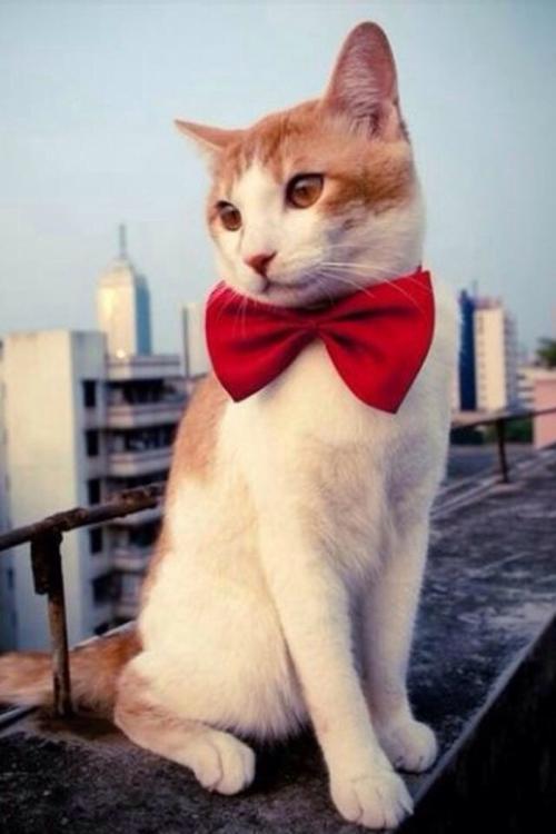 ÈÕ±¾ÔÝÍ£Åú×¼Íâ¹úÈËÈë¾³ ÖÐÓ¢º½°àÔÝÍ£